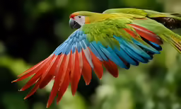 a large parrot flying through the air while displaying its colors