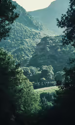 an image of trees in the mountain