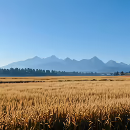 some very tall grass and hills with trees in the background