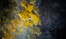 this is some yellow flowers with a black background