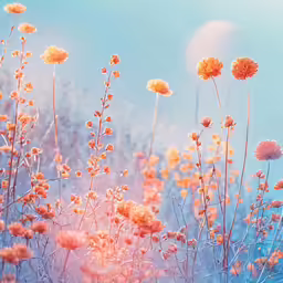 some flowers and sunbursts in a field