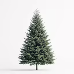 a green fir tree on a white background