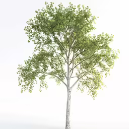 there is a large tree with lots of leaves