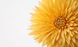 large yellow flower looking upward with light background
