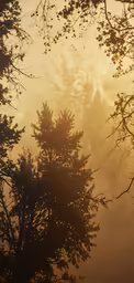 fog rolls across the air with trees silhouetted in the foreground
