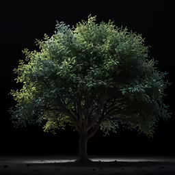 a green tree that is in the dark