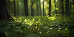 a green forest filled with trees covered in lush green leaves