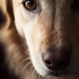 a close - up photo of the face of a dog