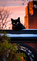 there is a black cat that is looking out the window