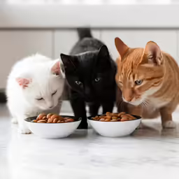three cats standing around a bowl of food