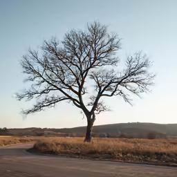 the lonely street is lined with barren trees