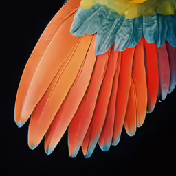 large, colorful wings of the back of a bird