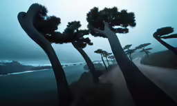 the road is lined with trees and grass