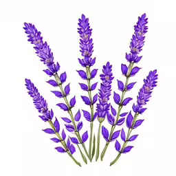 a painting of several purple flowers against a white background,purple flowers are displayed in this picture,several purple flowers are arranged in a drawing,a bouquet of lavender flowers sitting in front of a white background,some purple flowers on a white background