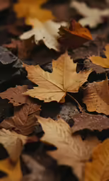 several autumn leaves with small drops of rain