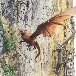 an orange bird is flying on its wings