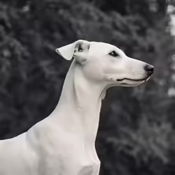 a black and white photo of a dog