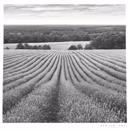 a field of lavender growing near the forest