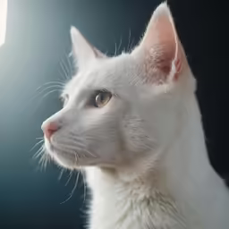 there is a close up photo of a white cat