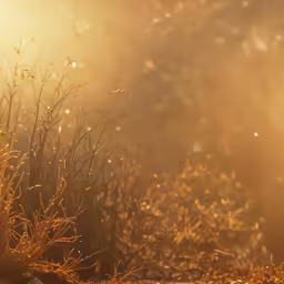 sunlight pouring on grass and plants next to road