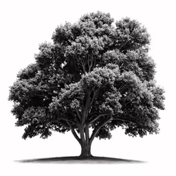 an isolated tree in a white back drop