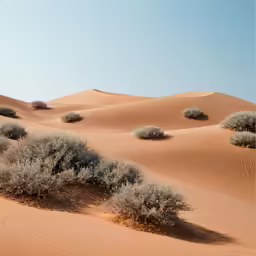 desert landscape with low lying bushes and sand dunes