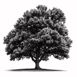 a tree with no leaves in black and white