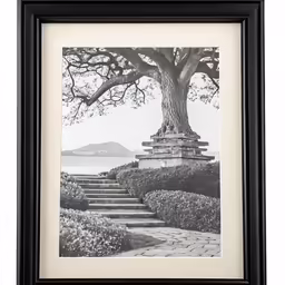 a black and white photo of a tree and some stairs