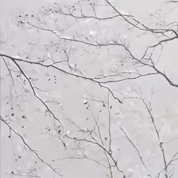 the tree branches in the rain are very thin