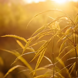 a grassy field with grass blowing in the wind