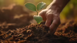 someone is hand over a small tree growing from dirt