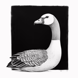a large bird with black and white feathers