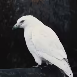 a white bird perched on top of a metal rod
