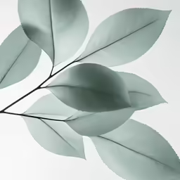 a branch with leaves over white background