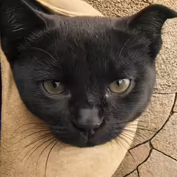 a black cat with its head against a piece of cloth