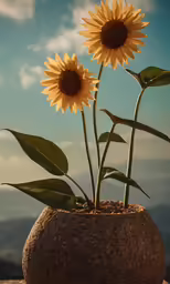 three beautiful sunflowers in a rock bowl