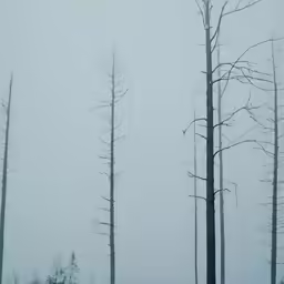 several trees with very sparse needles are on a foggy day