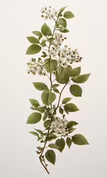the white flowered branches of an apple tree