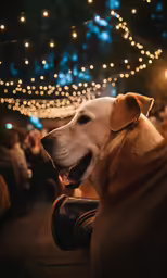a close - up of a dog sitting on a chair at night