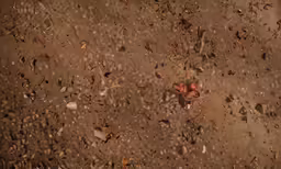small bird walking through the dirt next to rocks and leaves