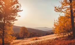 an empty hillside surrounded by tall pine trees