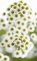 a cluster of flowers with a white and yellow center