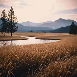 the stream flows through an expansive landscape with tall grass and trees