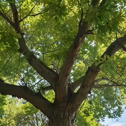 a big green tree with a bird in the top of it
