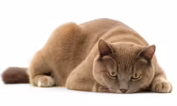a cat with its front paws on the ground