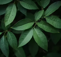 leaves with drops of rain on them in the dark