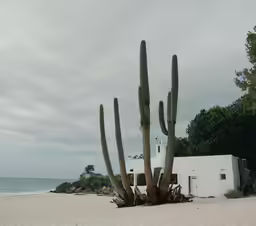 an old house with several tall cactuses on the beach