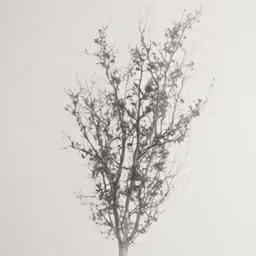 a black and white photo of a branch in snow