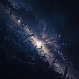 street lights and trees are lit at night