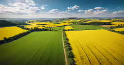an aerial view of a green and yellow field